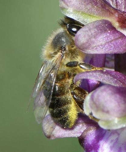 Réf. 248 692 : Apis mellifera